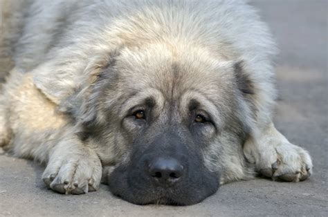 price of a caucasian shepherd|Caucasian Shepherd Price: The True Cost of This Beast .